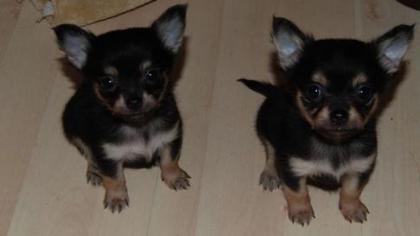 Chihuahua Welpen