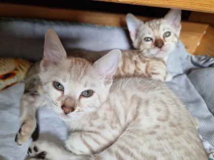 Bengalkitten reinrassig mit Stammbaum