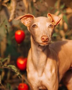 WELPE ITALIENISCHER WINDHUND ZU VERKAUFEN