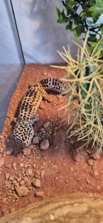 Leopardengecko in Terrarium inkl. üppigen Zubehör