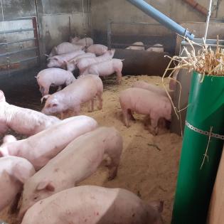 Schweinefleisch, Duroc, Sattelschwein, Schwäbisch Hällisch