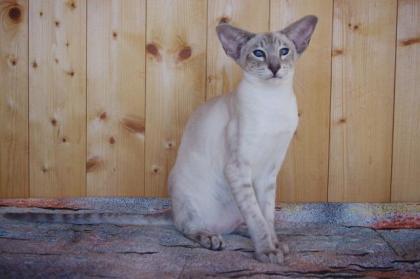 Siam/OKH Kater blue-point tabby mit Stammbaum - Lieferung möglich