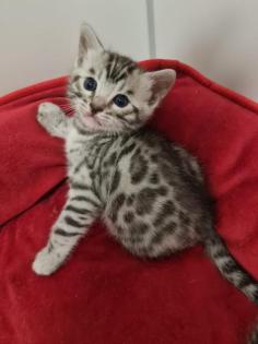 Bengal Katzen-Babys