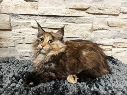 Main Coon Kitten suchen ein neues Zuhause