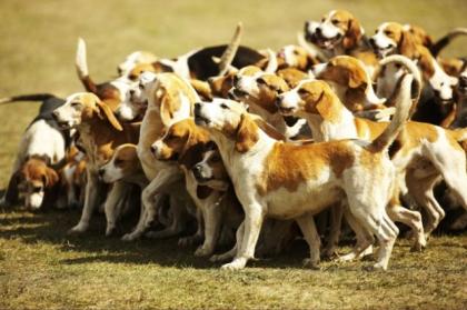 Beagle Preiswert Abzugeben