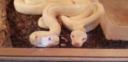 Albino Boas 1. 1 coral phase mit Terrarium und Zubehör