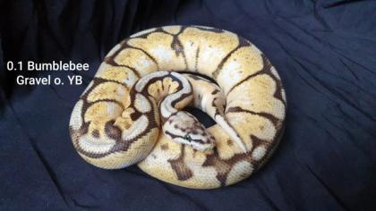 Python Regius Bestandsverkleinerung