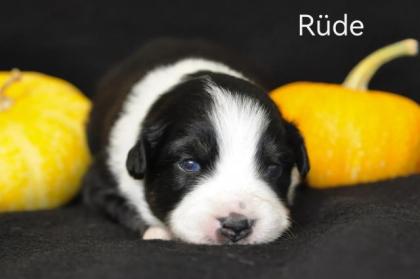 Miniature Australian shepherd Welpen/ Mini Aussi