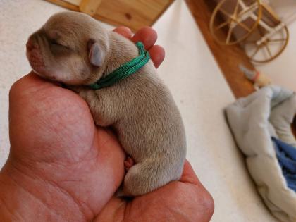 Welpen Französische Bulldoggen