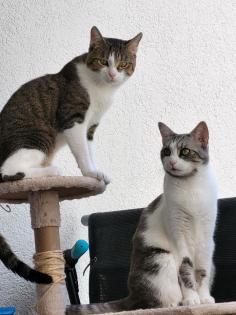 2 Ekh Katzen