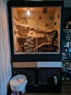 Verkaufe meine männliche Kornnatter ca. 4 Jahre alt, auch gerne mit Trrarium.