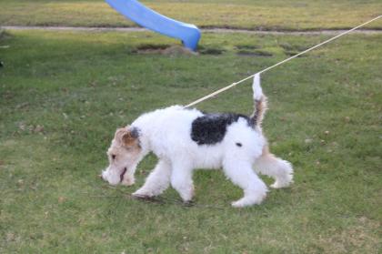 Drahthaar Foxterrier Welpe. Rüde.