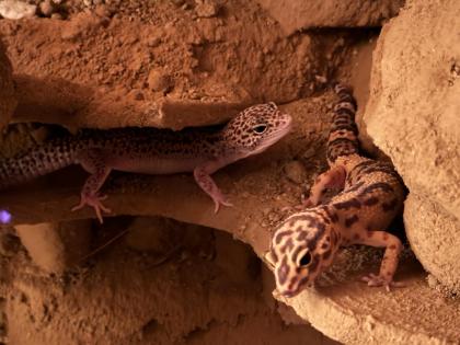 3 weibliche Leopardgeckos