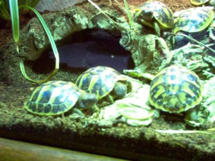 Griechischelandschildkröten