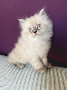 Reinrassige Perser Kitten