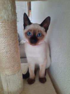Tonkanesekitten Burma, Siam
