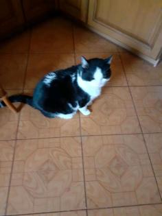 Katze vermisst in Brachttal