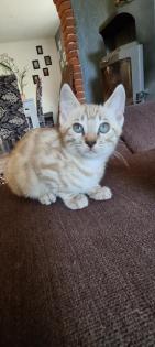 Bengal Kitten snow lynx mink