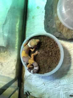 Leopardgeckos Weibchen