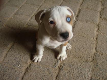 Heilige, blauäugige Stafford s am 24. 12. geboren