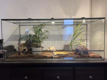 Kornnatter Schwarz Grau mit Terrarium und Buch