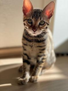 Bengal Baby Kater zu verkaufen
