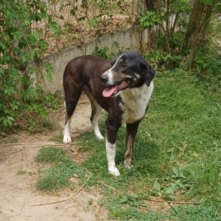 Tasha / Status sucht ein Zuhause