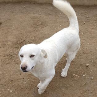 Max sucht ein Zuhause