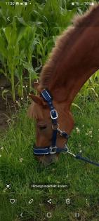 Deutsches Reitpony Stute
