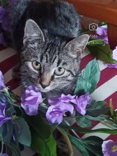Liebevolles junge Kätzchen und Katerchen
