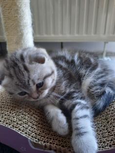 Reinrassige Britisch Kurzhaar Katzenbaby