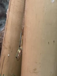 Gecko von der Art Phelsuma Parva