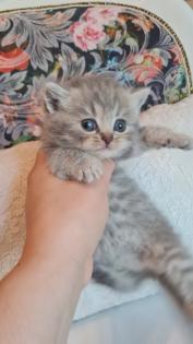 Bkh kitten / Tabby