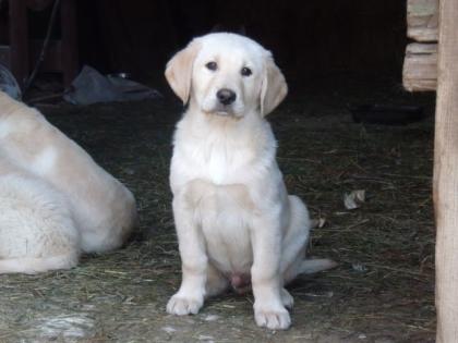 Labrador-Goldenretriever Mix Welpen zu verkaufen