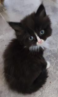 BKH und BLH Kitten suchen liebevolles Zuhause