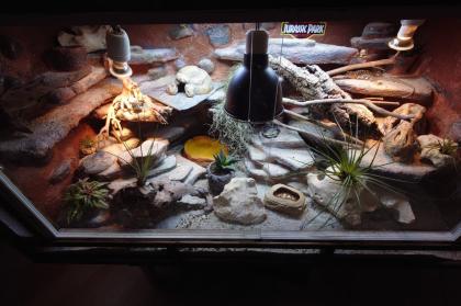 Halsbandleguan mit terrarium