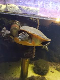 Rotbauch-Spitzkopf-Schildkröte inkl. komplettem Aquarium abzugeben -zu verschenken-