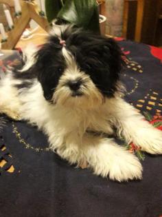Kleine goldige Shih Tzu