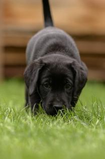 Reinrassige Labrador Welpen