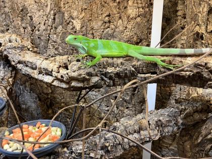 Fidji Leguan Brachylophus Fasciatus
