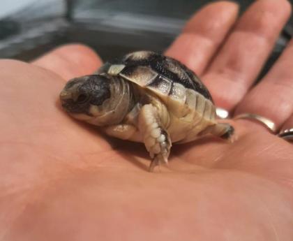 Landschildkröten Testudo Marginata Breitrandschildkröten NZ 2021