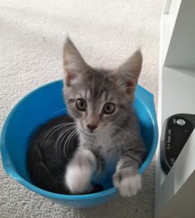 Maine Coone BKH Mix Kitten