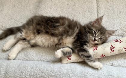 Norwegische Waldkatze- reinrassig möchten bald umziehen