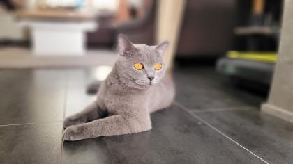 BKH blue Kitten - auszugbereit - reinrassig - Britisch Kurzhaar