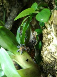 2. 1. 0 Neukaledonische Kronengeckos crested gecko 1 Weibchen 2 Männchen