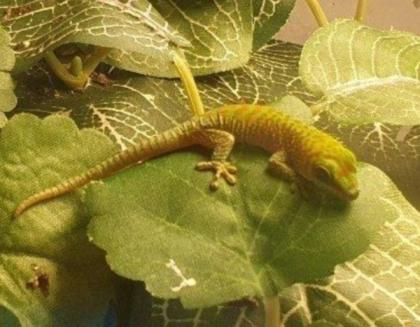 Phelsuma Grandis Jungtiere 2023