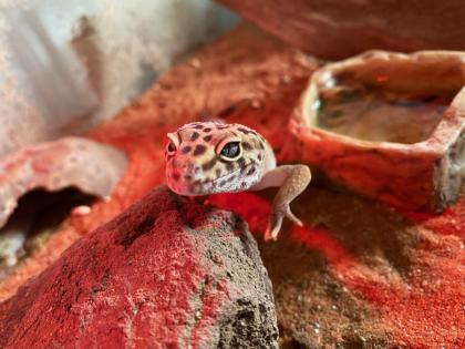 4 Leopardengekkos Männchen Handzahm mit oder ohne Terrarium / EINZELN ODER ALS GRUPPE