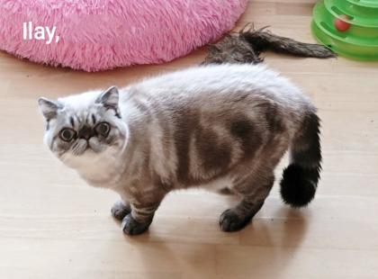3 Exotic-Shorthair Kastraten