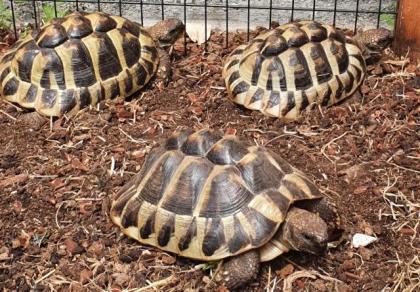 Drei griechische Landschildkröten