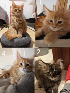 Wundervolle Maine Coon Kitten